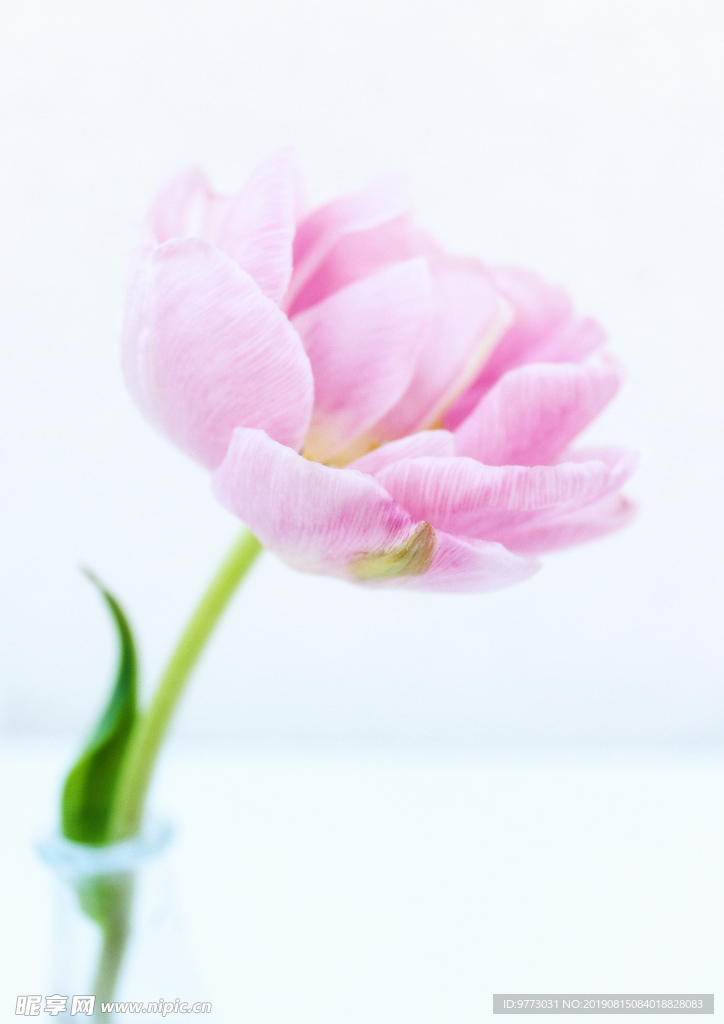 牡丹花