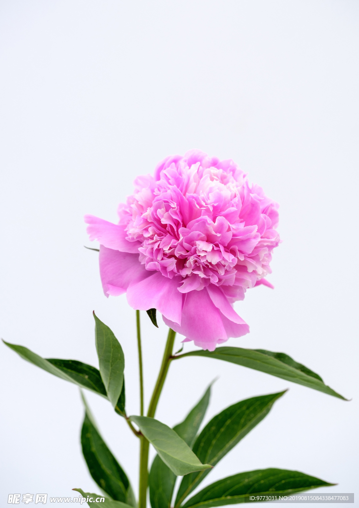 牡丹花