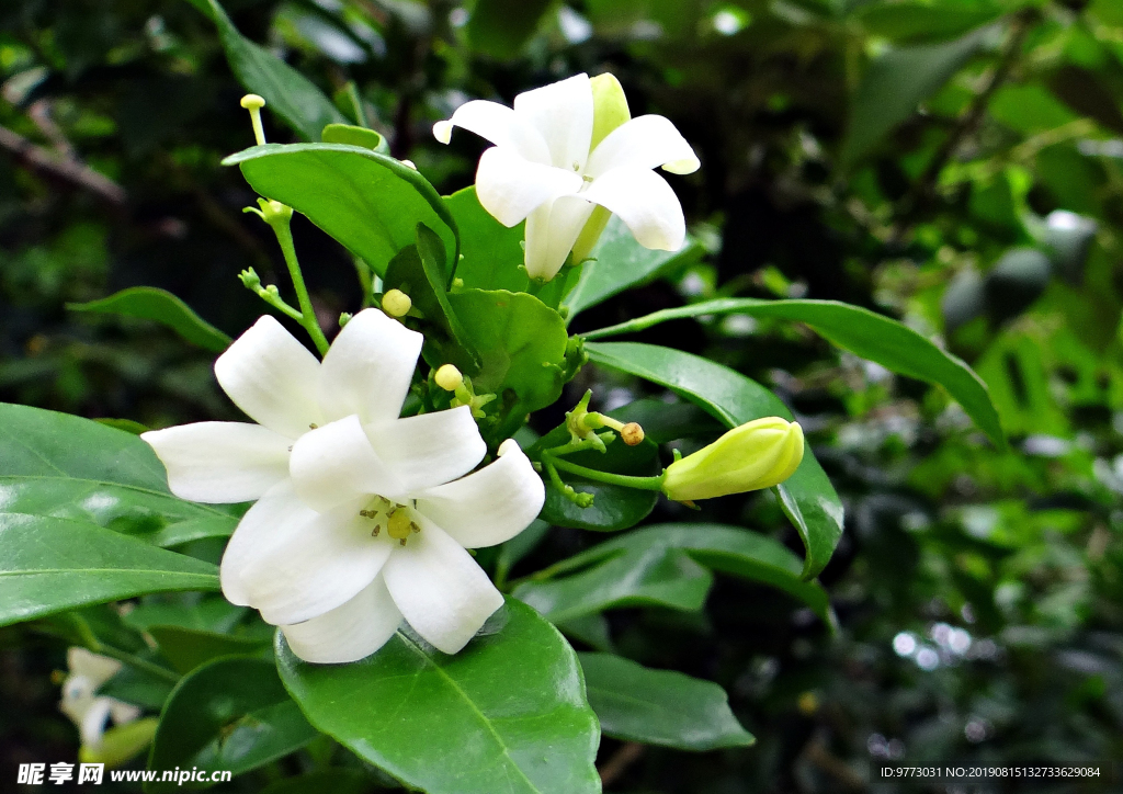 茉莉花