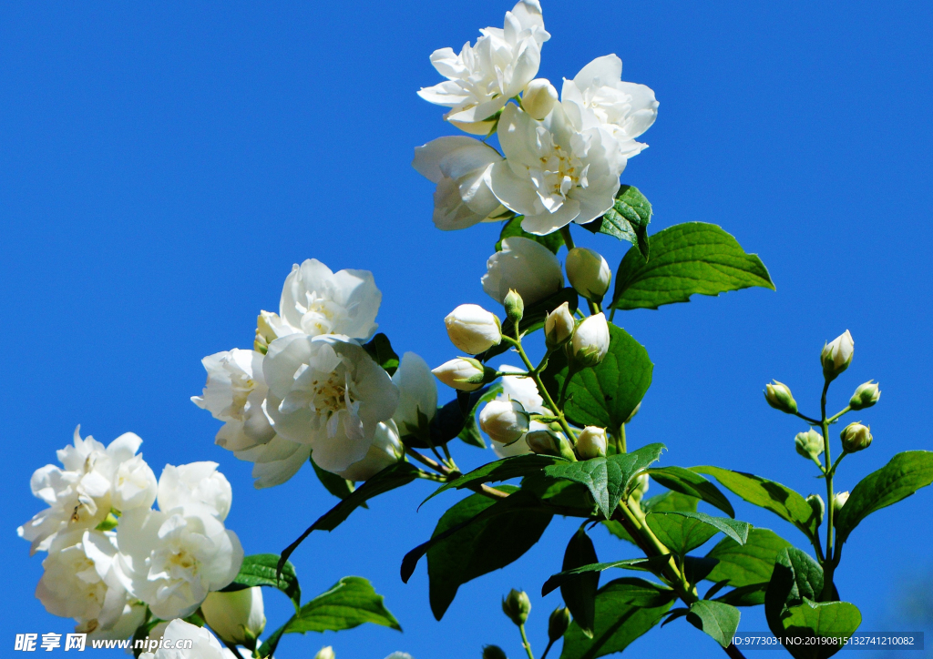 茉莉花