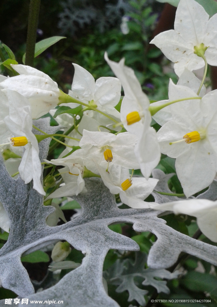 茉莉花