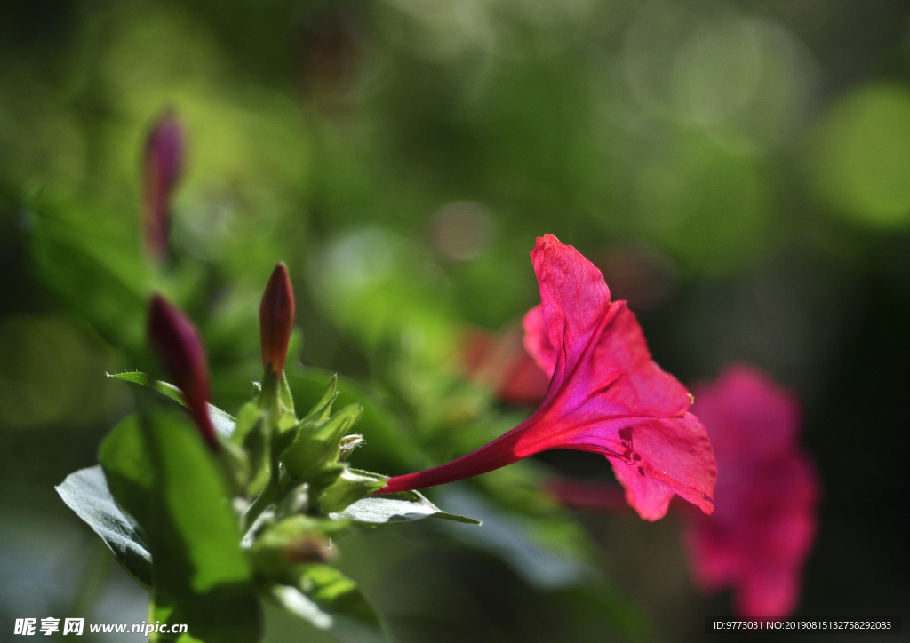 茉莉花