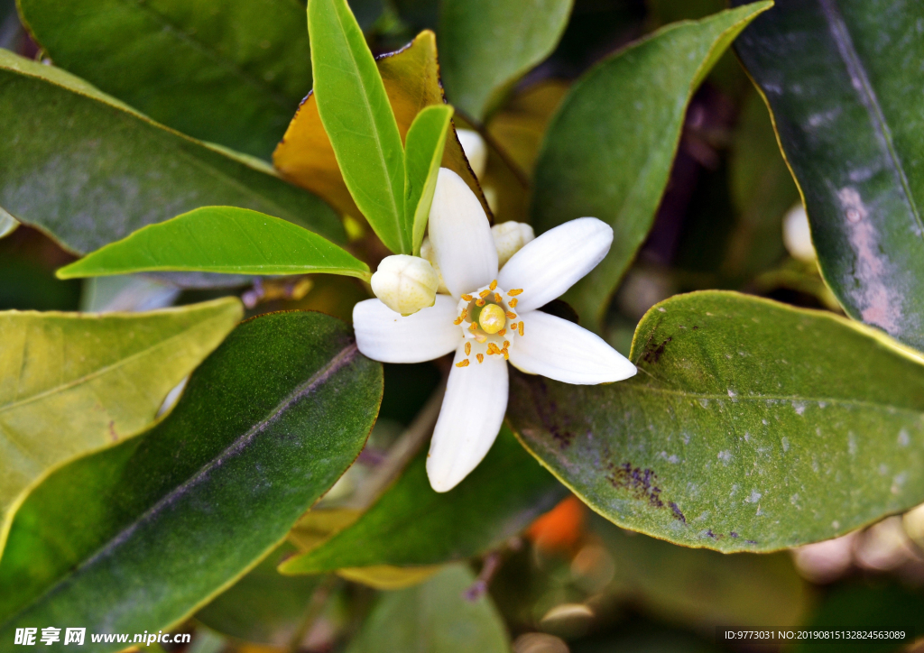 茉莉花