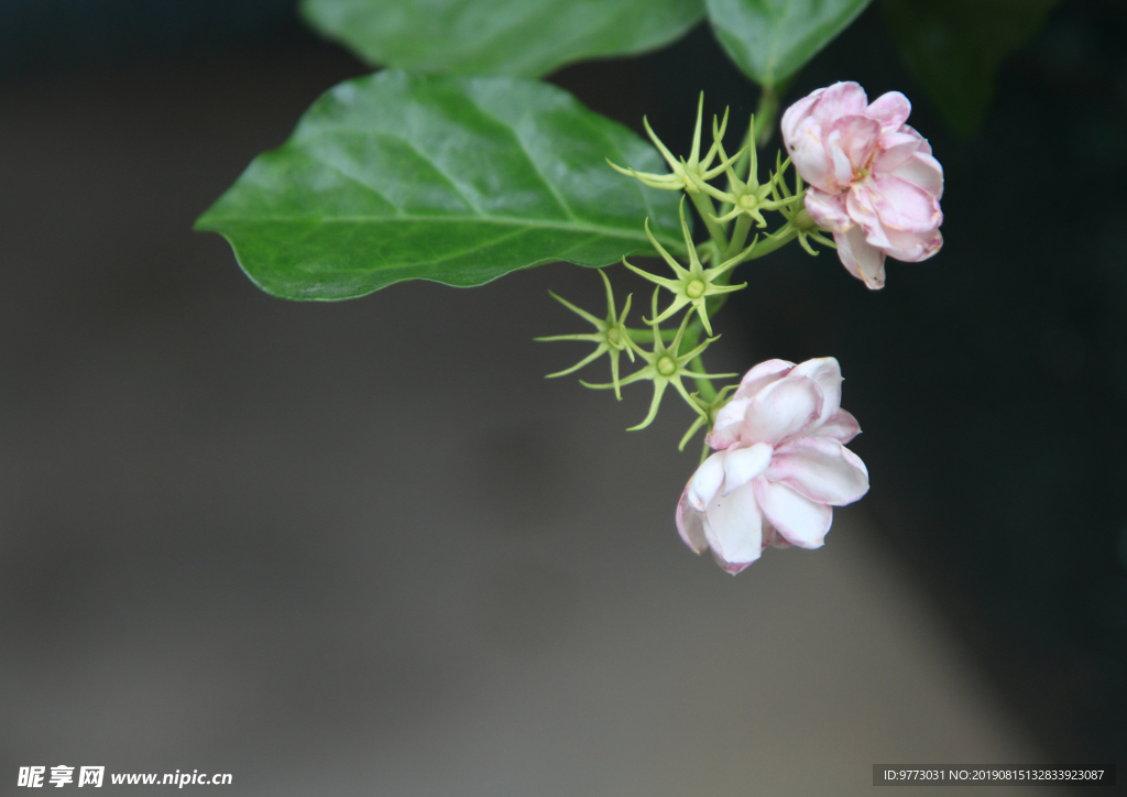 茉莉花