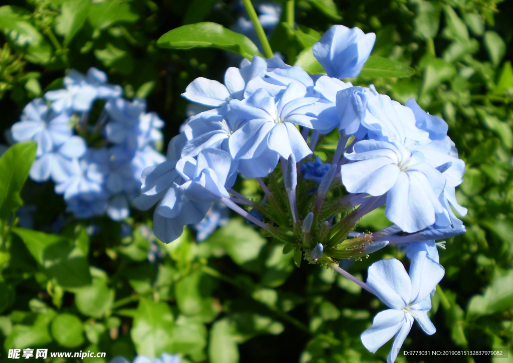 茉莉花