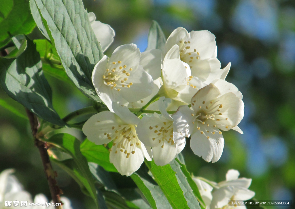 茉莉花