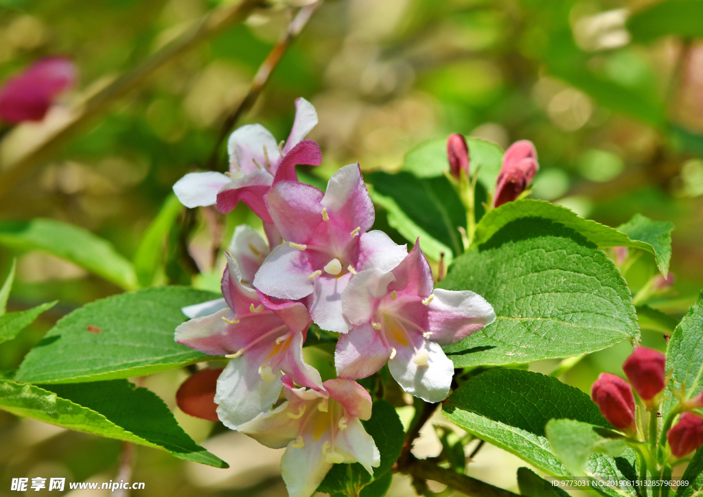 茉莉花
