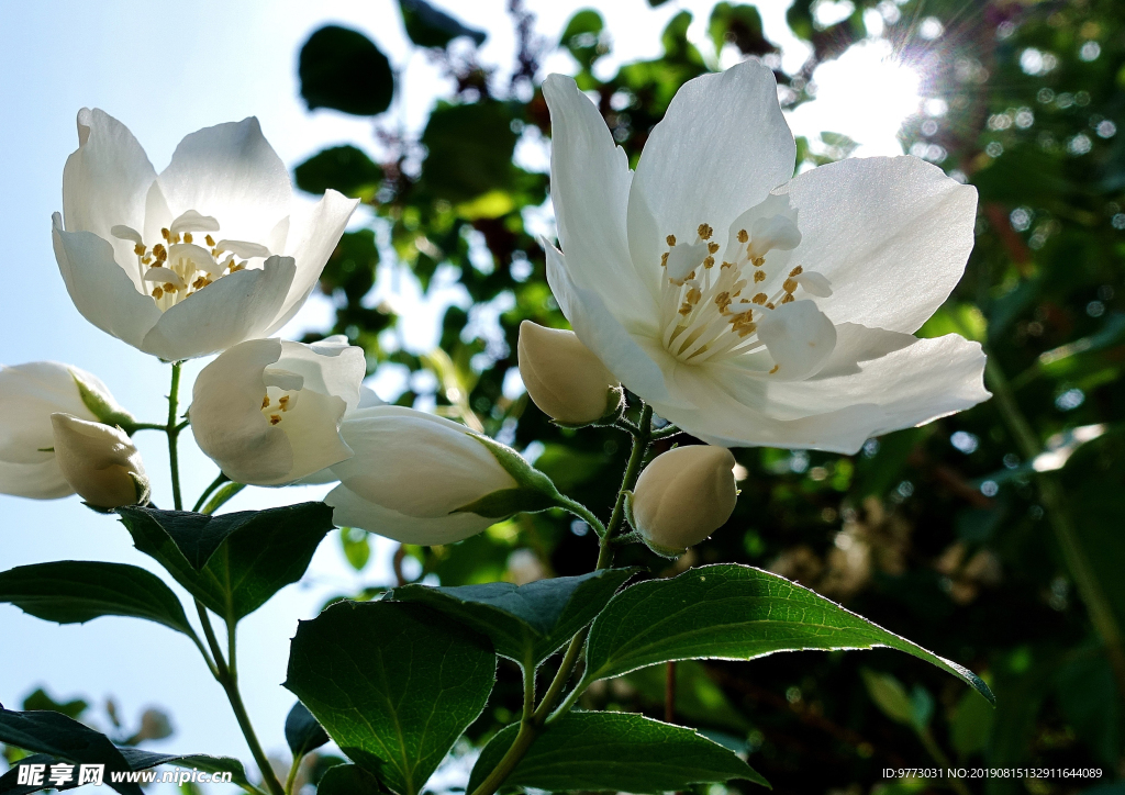 茉莉花