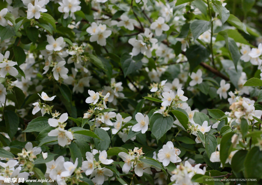 茉莉花