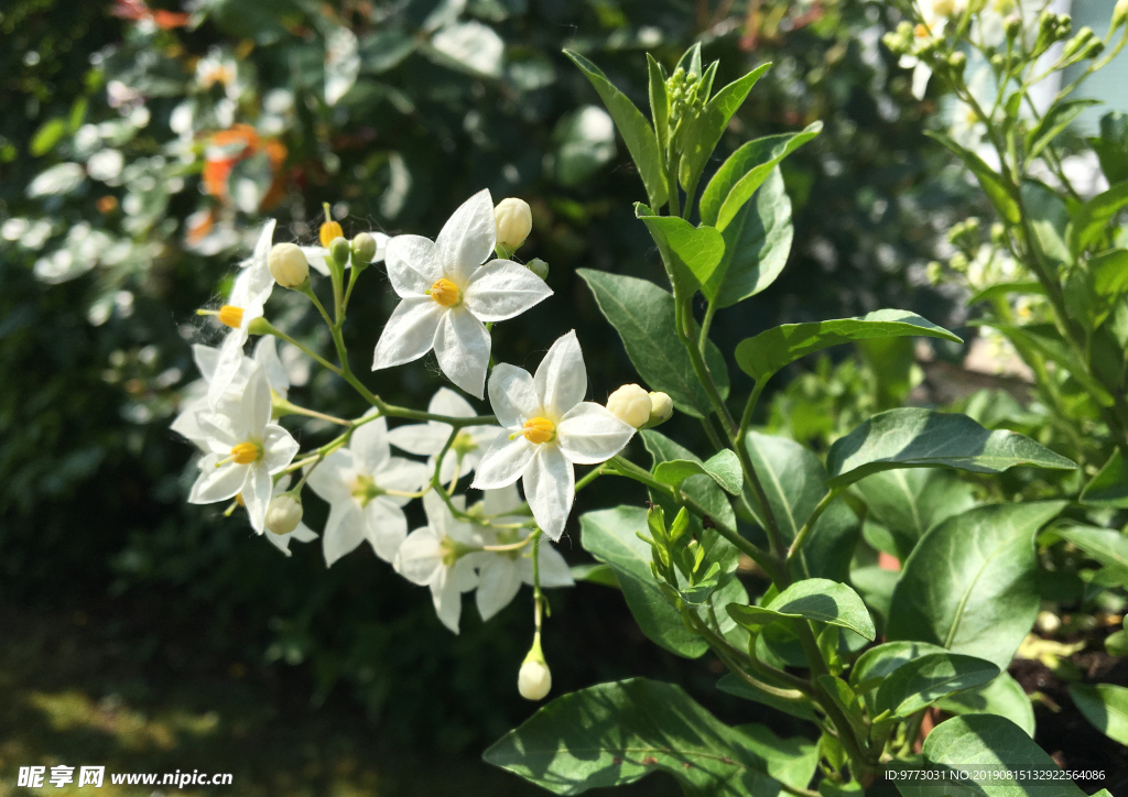 茉莉花