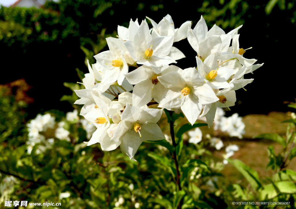 茉莉花