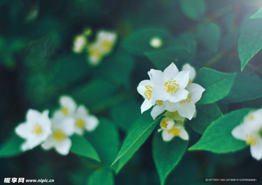 茉莉花