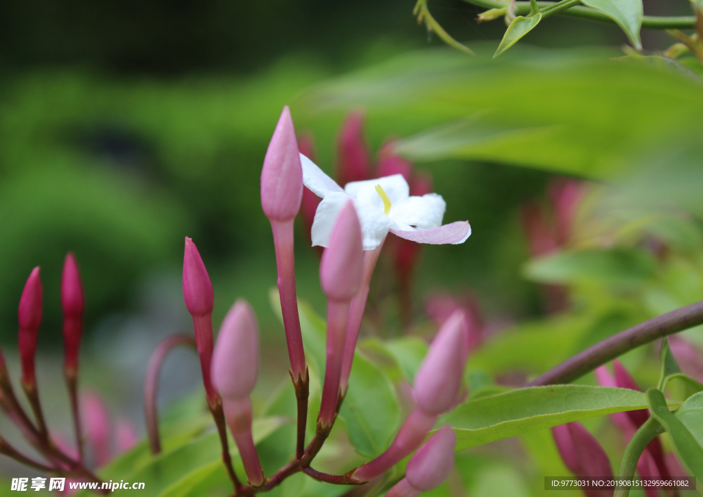 茉莉花