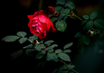 月季花