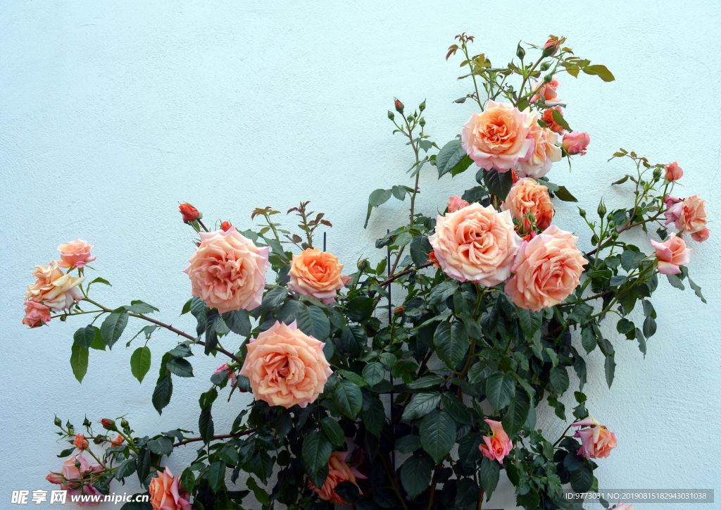 月季花