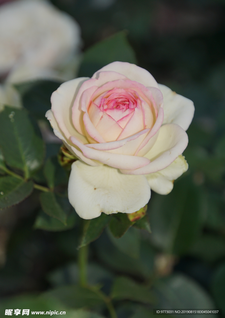 月季花