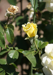 月季花