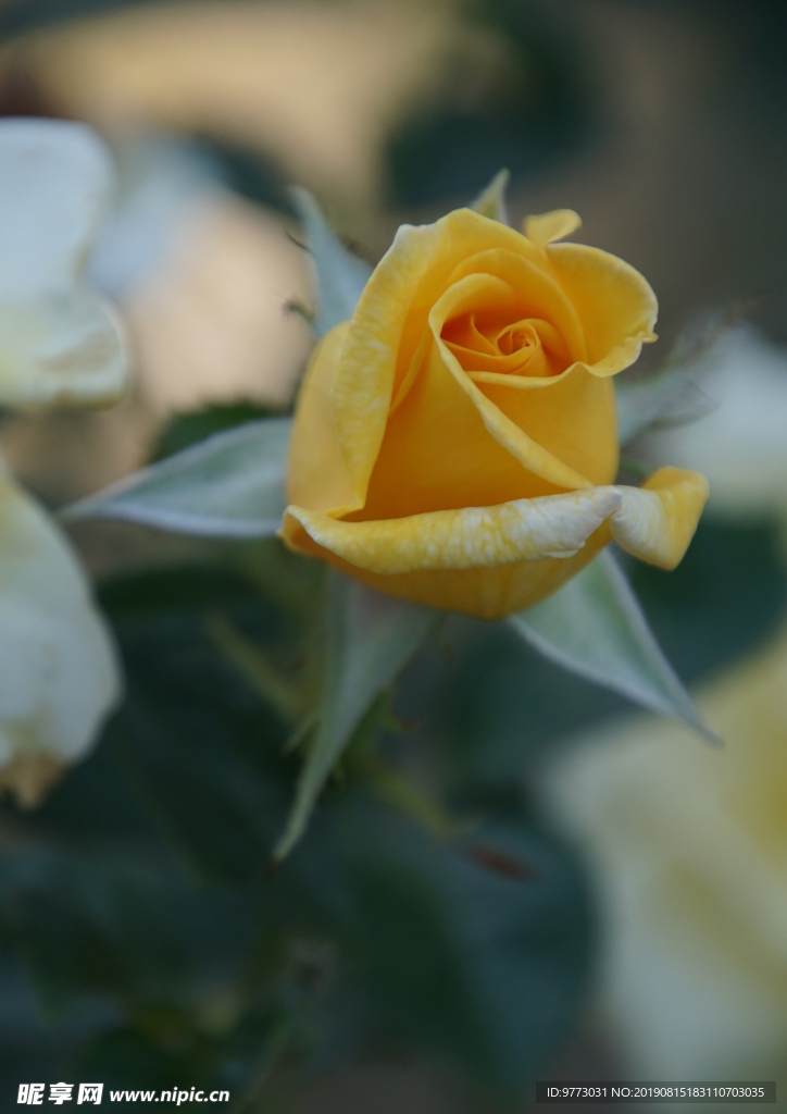 月季花