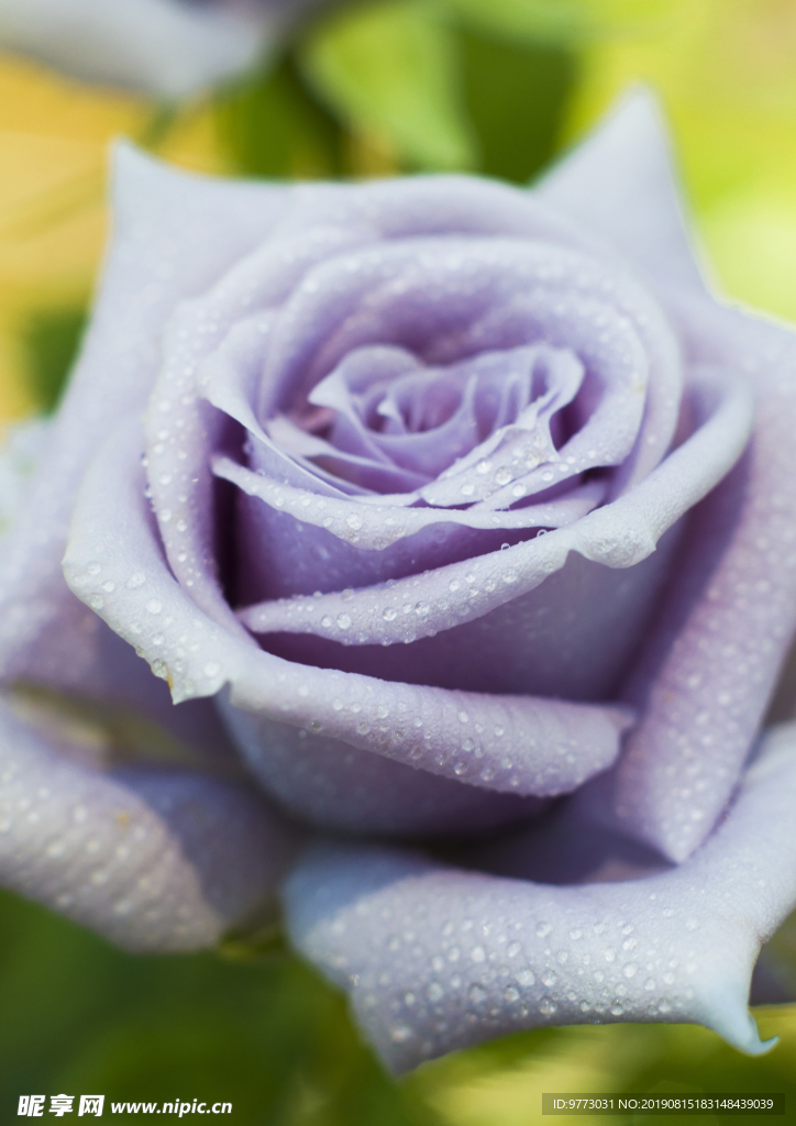月季花
