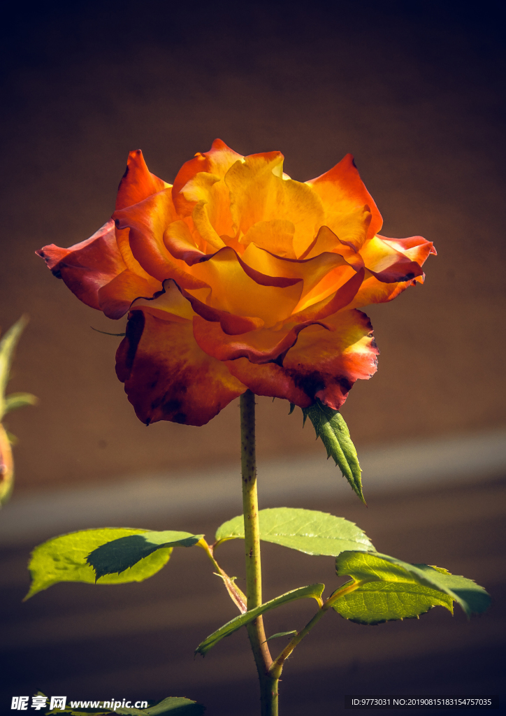 月季花