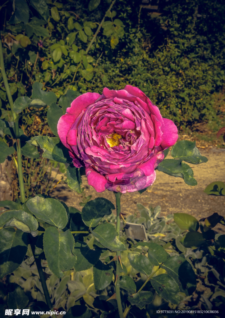 月季花