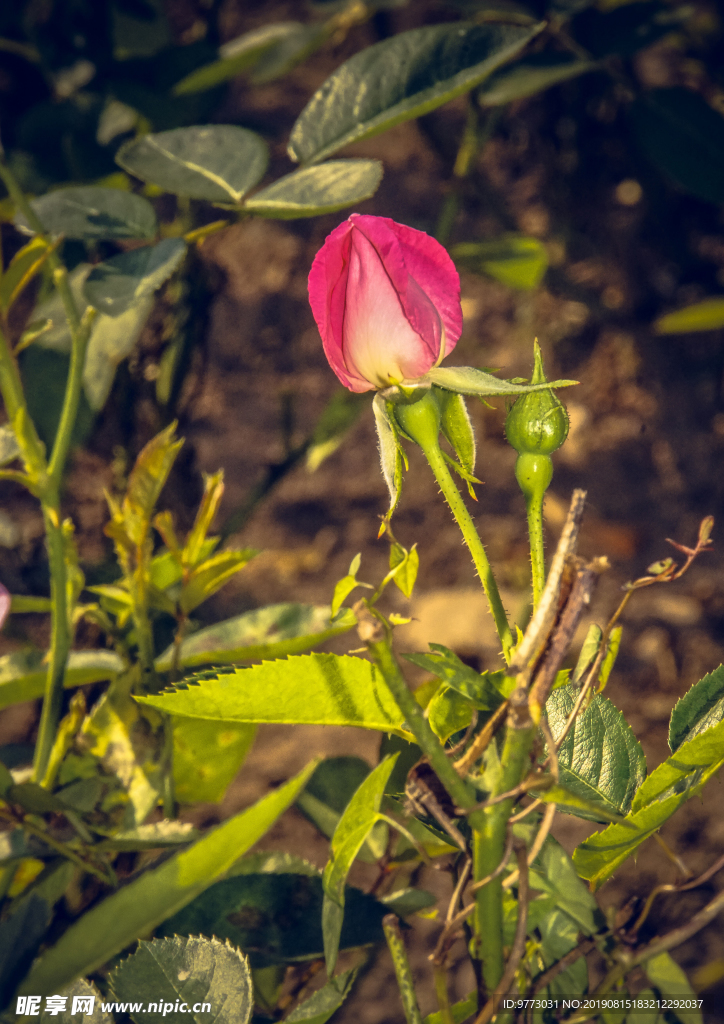 月季花
