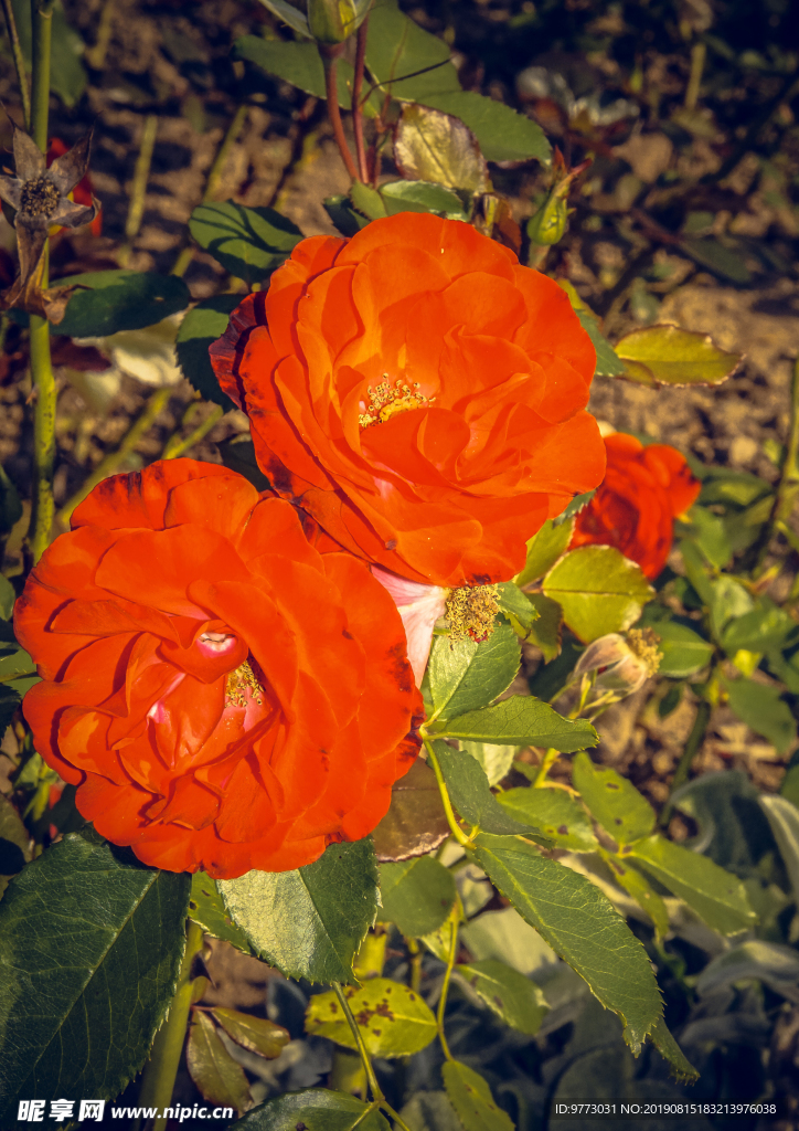 月季花