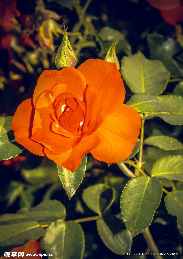 月季花