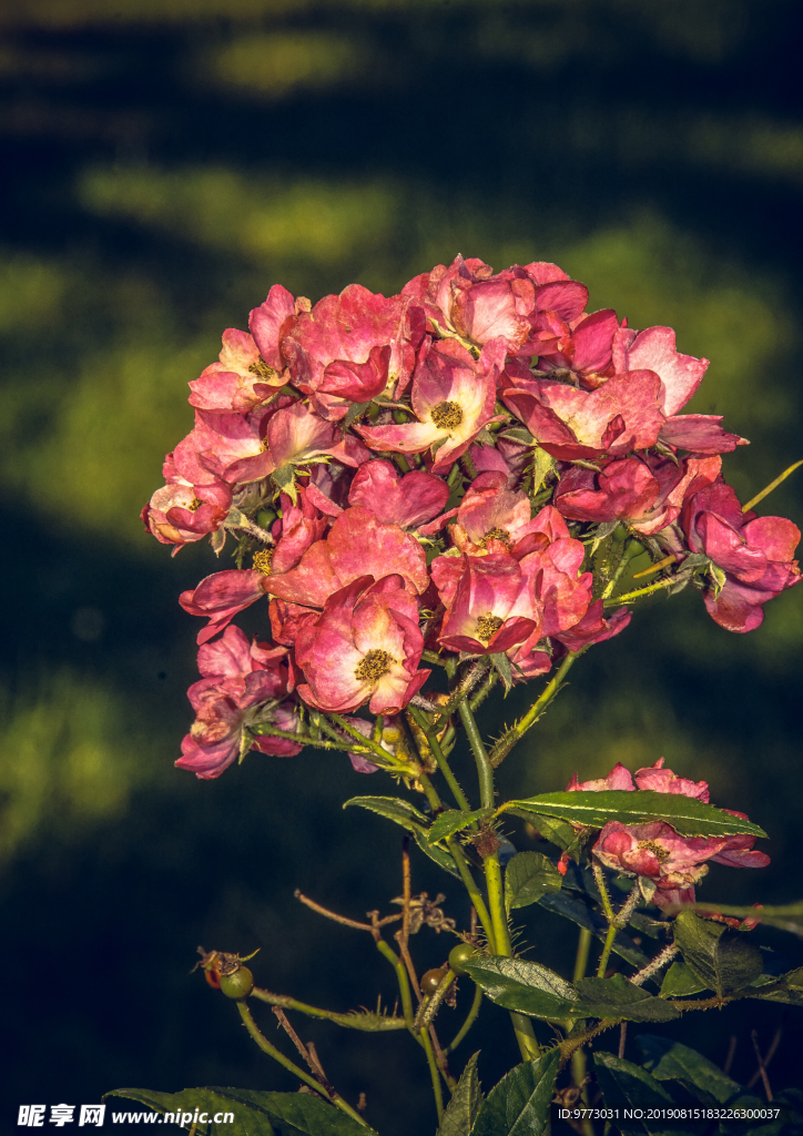 月季花