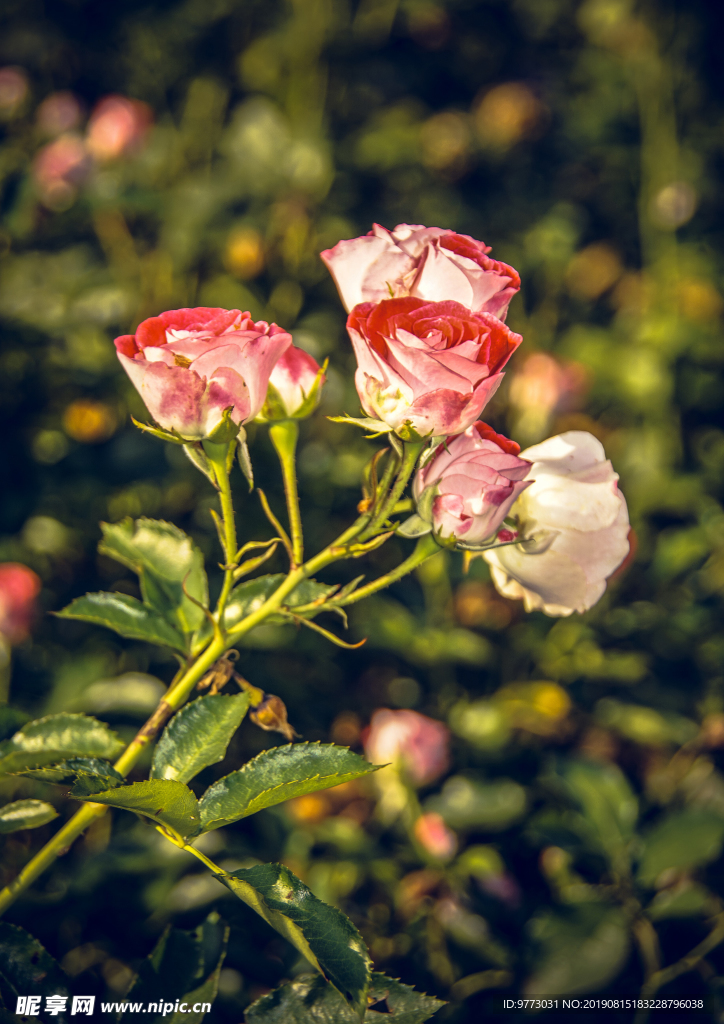 月季花