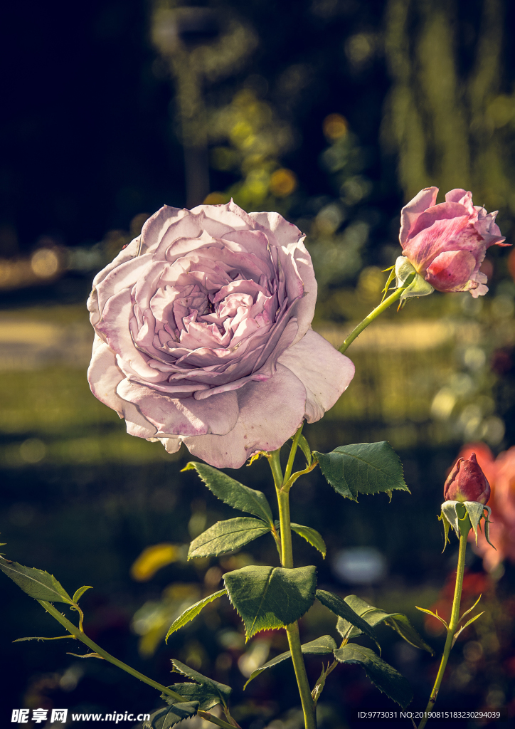 月季花