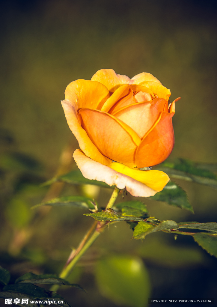 月季花