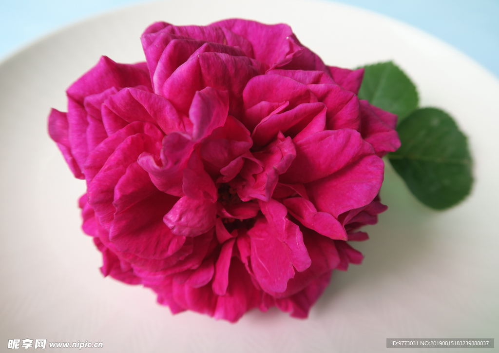 月季花