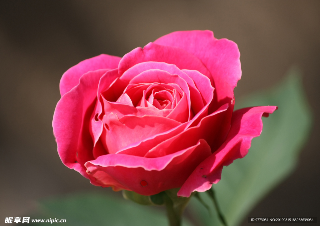 月季花