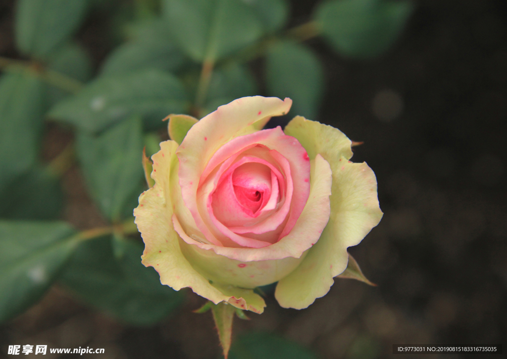 月季花