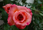月季花