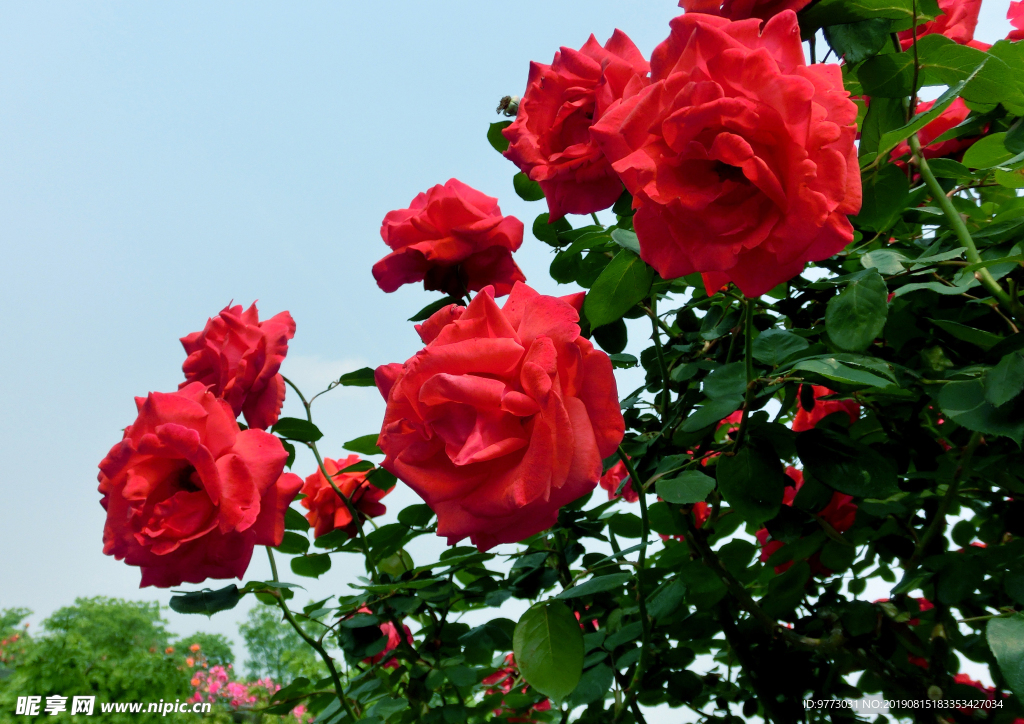 月季花