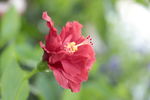 花系列