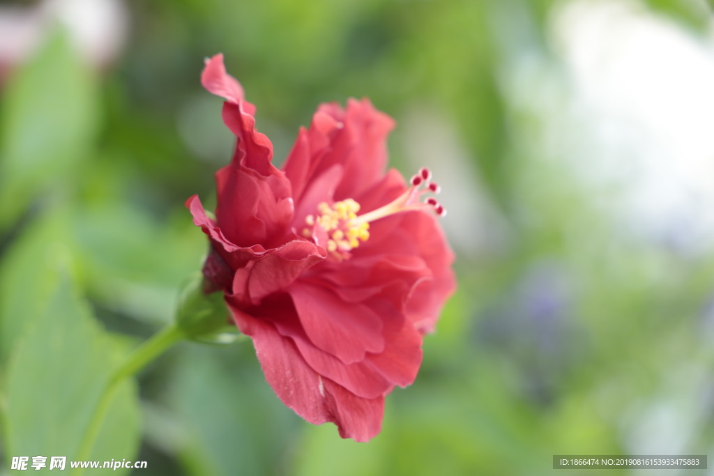 花系列