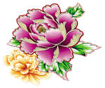 牡丹花
