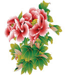 牡丹花