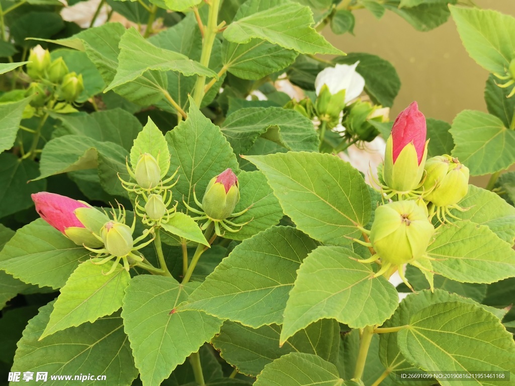 花苞芙蓉葵