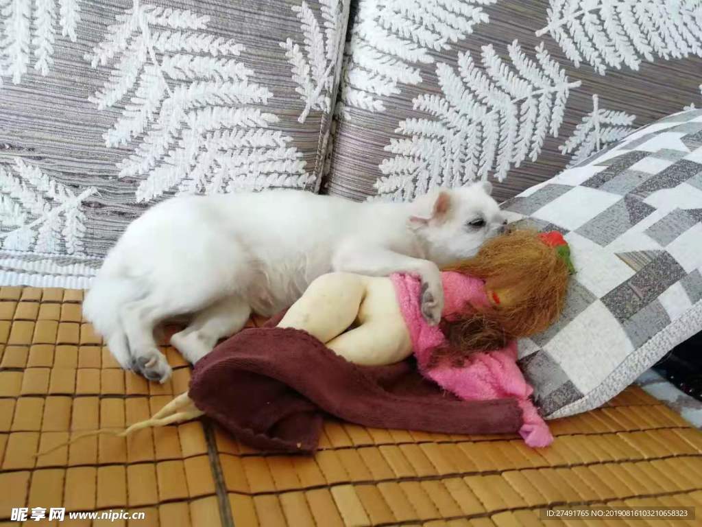狗狗和萝卜
