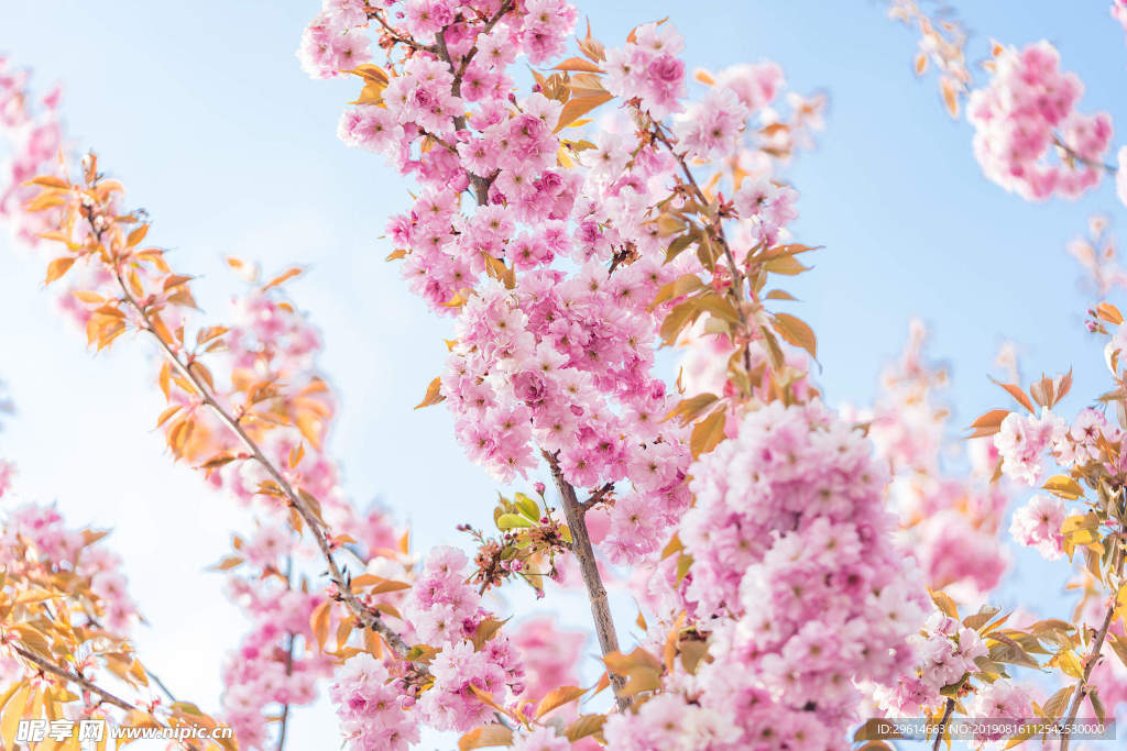 樱花树
