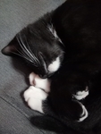 睡觉的小奶猫