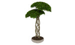 高大植物3d模型