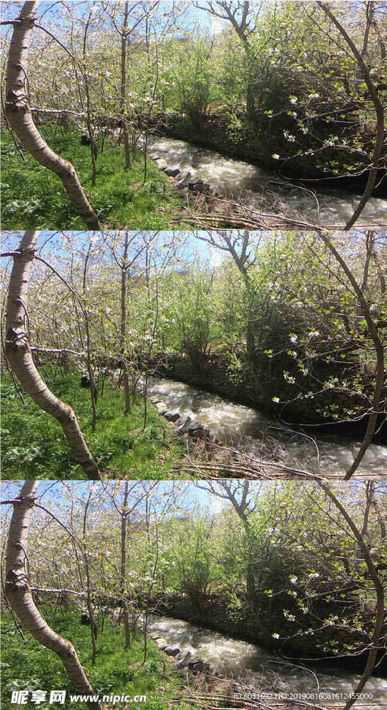 林间溪水视频