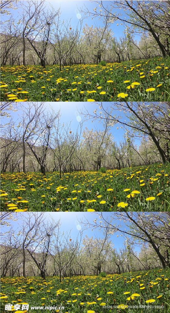 花涧词视频