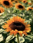 太阳花