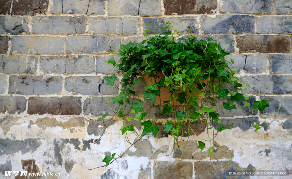 小植物